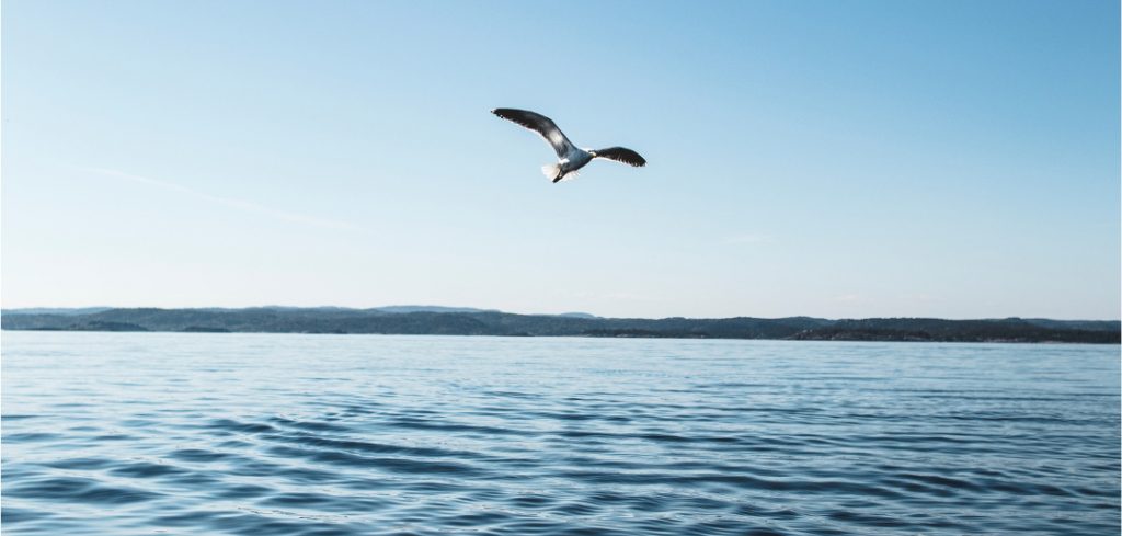 Möve über dem Meer